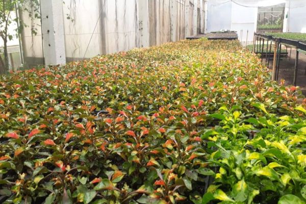 Fundetec possui Área Prática para a produção agrícola