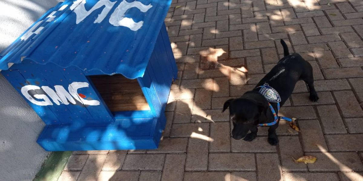 Cão de guarda ou da Guarda? Cachorro decide se estabelecer na base da Guarda Municipal de Cascavel
