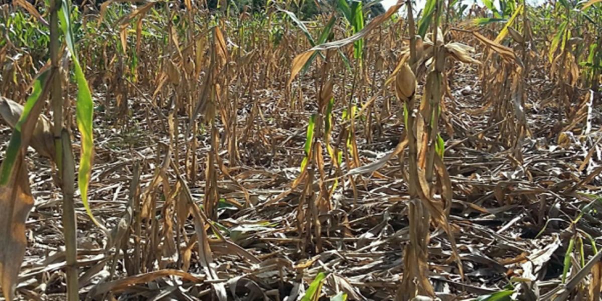 A importância do manejo da cigarrinha para diminuir as perdas de produtividade na cultura do milho