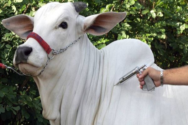 Cascavel registra caso de raiva bovina