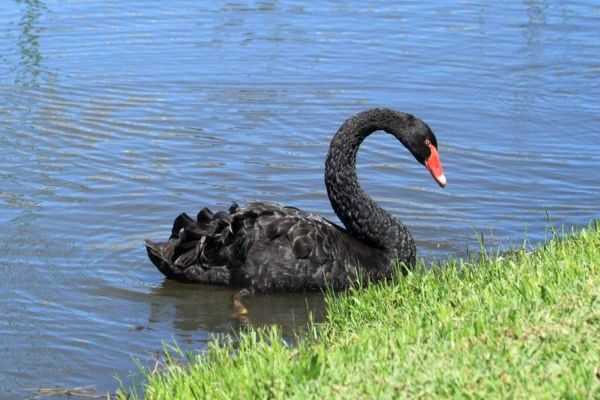 Meio Ambiente investiga sumiço de aves no Ecopark Oeste