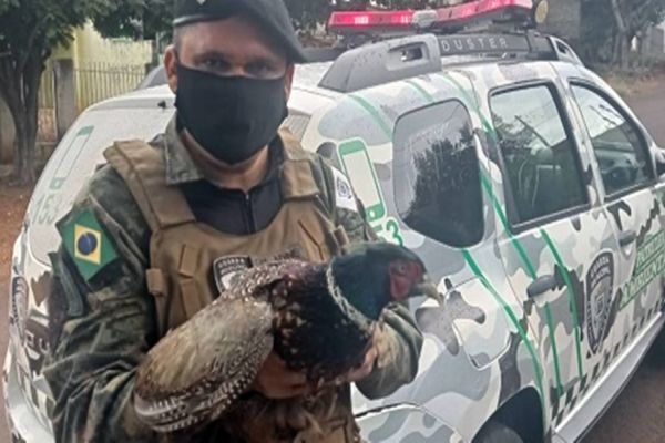 Patrulha Ambiental resgata faisão no Bairro Santa Felicidade
