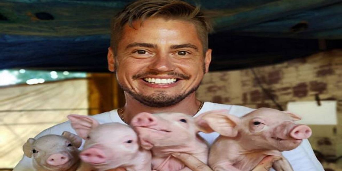 Coopavel expande a área de suínos e abre vagas para novos integrados