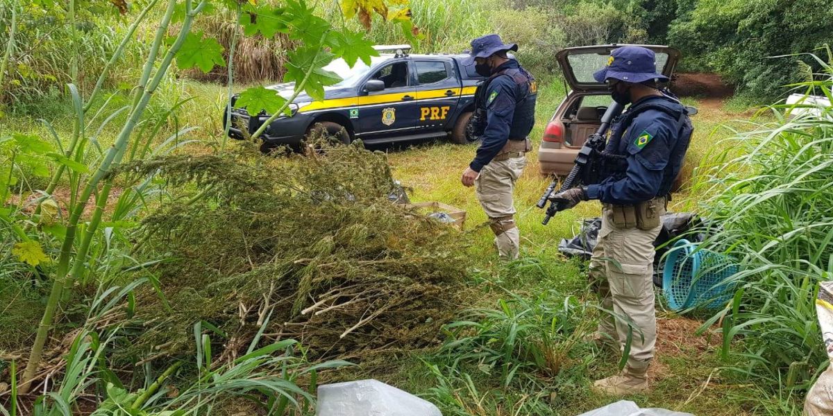 PRF estoura galpão de plantação de maconha no Paraná