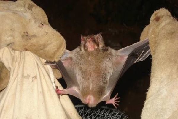 Imagem referente a notícia: Crescem casos de raiva na região oeste do Paraná