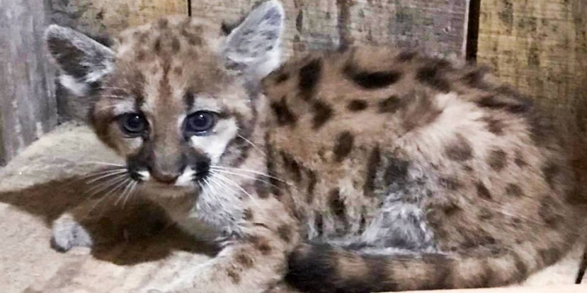 IAT orienta atendimento a filhote de onça-parda encontrado sem a mãe