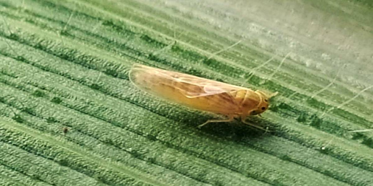 Proagro agora cobre danos da cigarrinha
