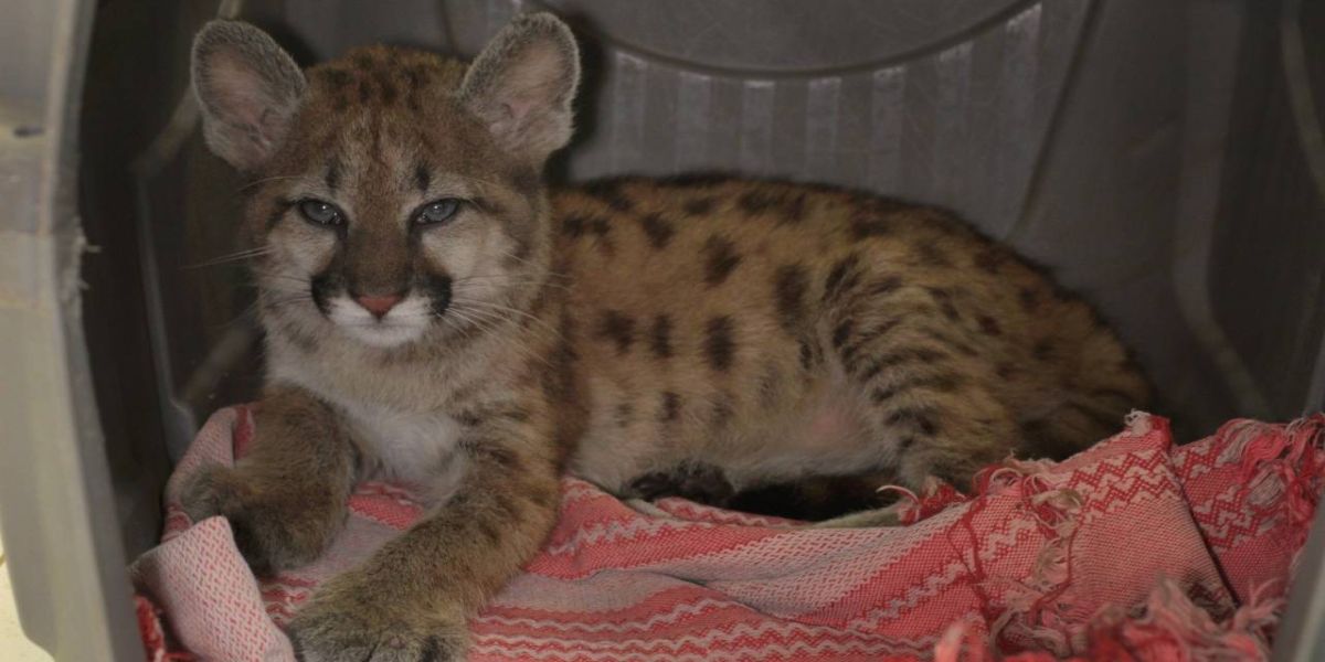 Filhote de onça-parda é a nova moradora do Zoológico de Cascavel