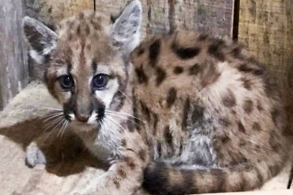 IAT orienta atendimento a filhote de onça-parda encontrado sem a mãe