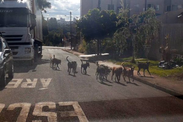 Imagem referente a notícia: Cachorros em via pública preocupa moradores da região sul de Cascavel
