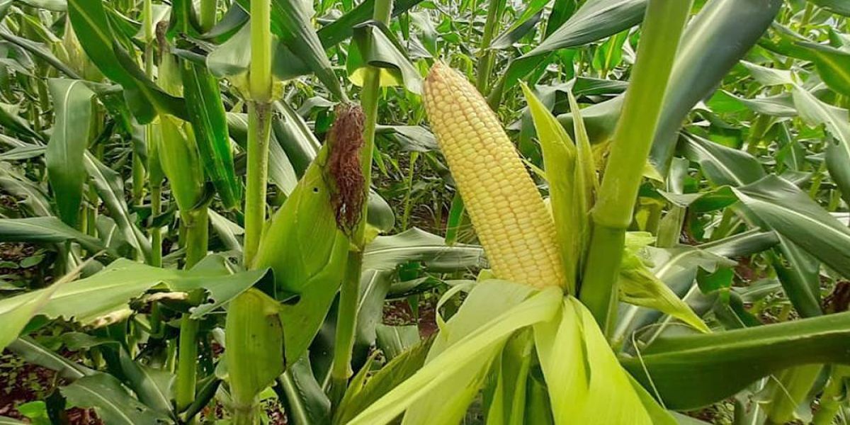 Perdas com cigarrinha do milho serão cobertas pelo Proagro