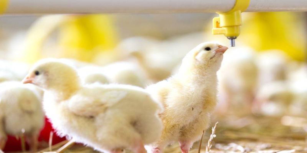 Avicultura: Coopavel e Cobb promovem evento técnico sobre o manejo de inverno