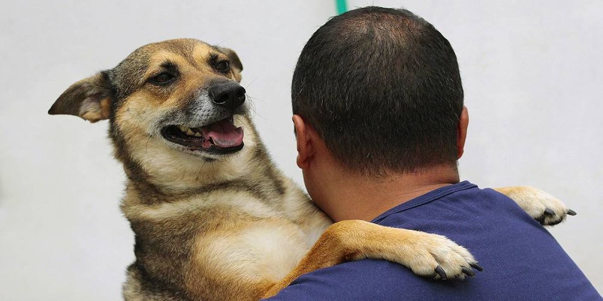 Projeto de lei estadual incentiva adoção consciente de animais