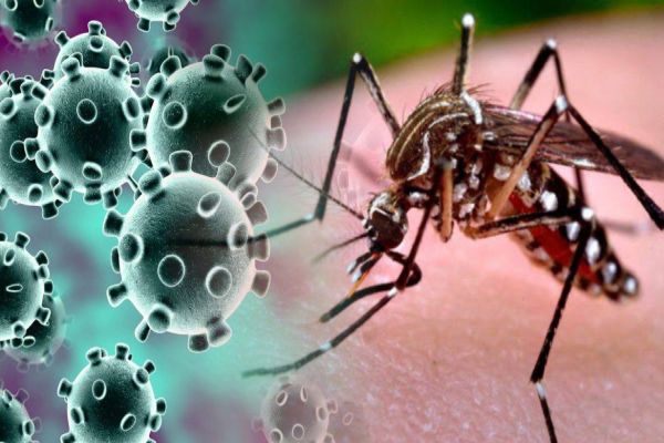 Paraná confirma laboratorialmente primeiro caso de co-detecção de Covid-19 e Dengue