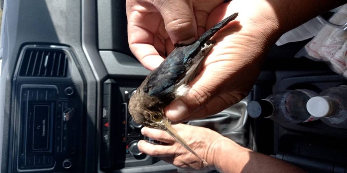 Motociclista tem garganta perfurada por pássaro e anda 9 km com ave no pescoço até conseguir socorro