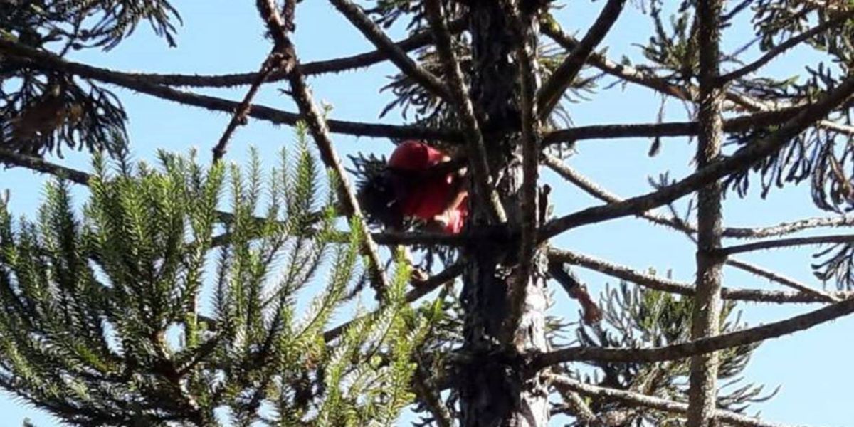 Homem sobe em árvore para colher uma pinha e morre eletrocutado