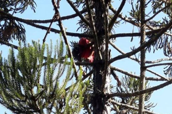 Homem sobe em árvore para colher uma pinha e morre eletrocutado