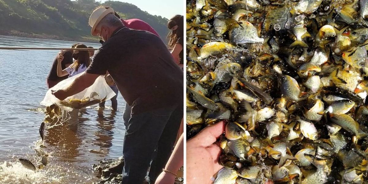 Itaipu solta peixes marcados para monitorar migração no Rio Paraná