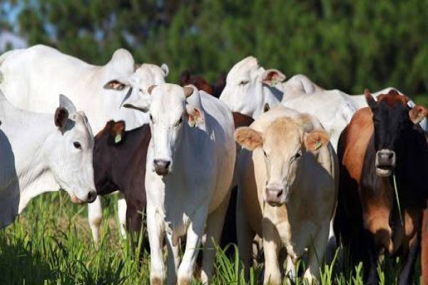 Adapar alerta os pecuaristas sobre a atualização dos rebanhos
