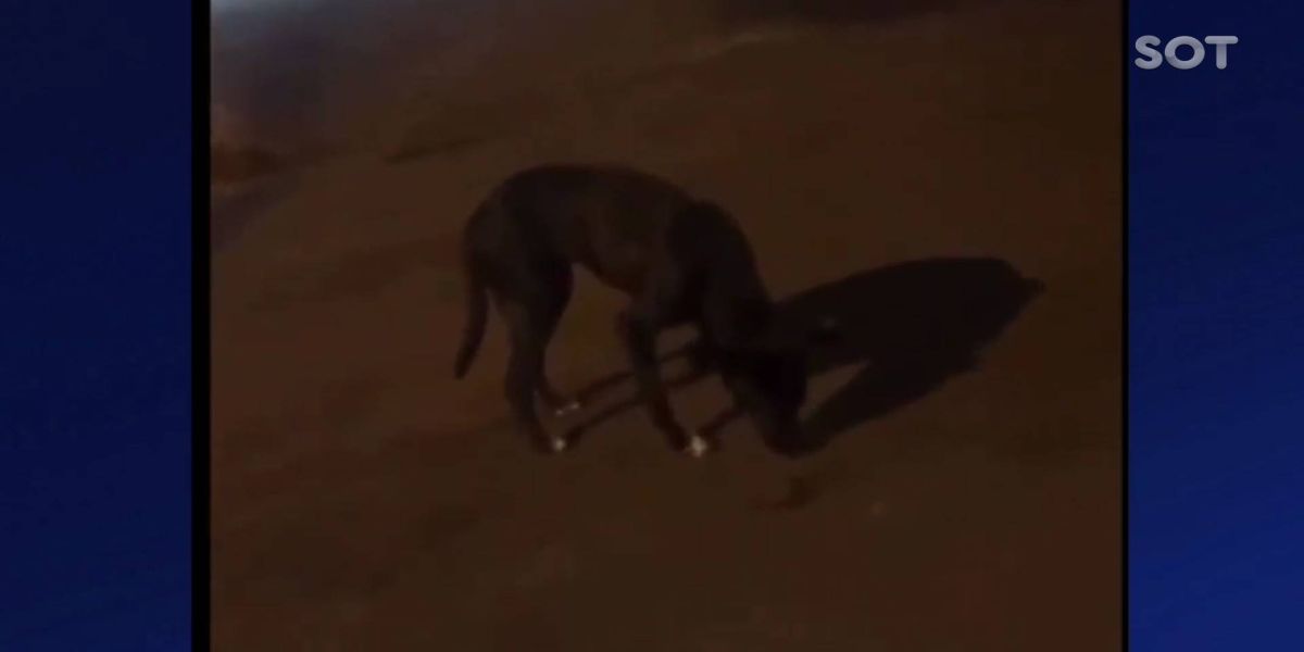 Polícia identifica casal que deu maconha para cachorro em Cascavel: Veja o vídeo!