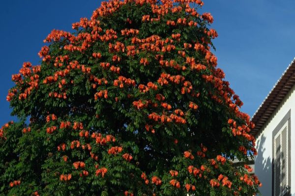 Árvore espatodea terá plantio proibido em Cascavel e poda autorizada