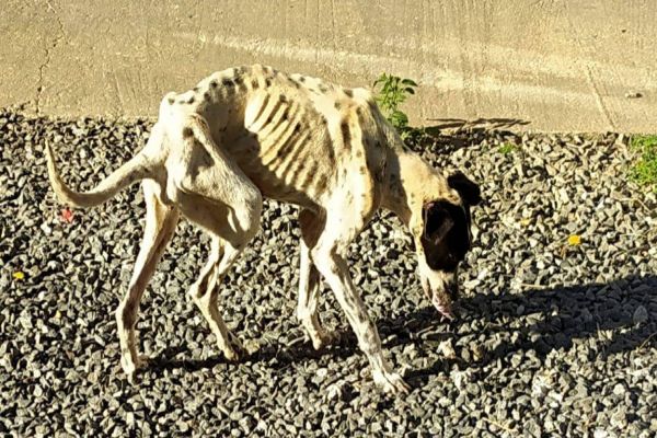 Imagem referente a notícia: Polícia Civil prende mulher por maus-tratos aos animais em Ponta Grossa