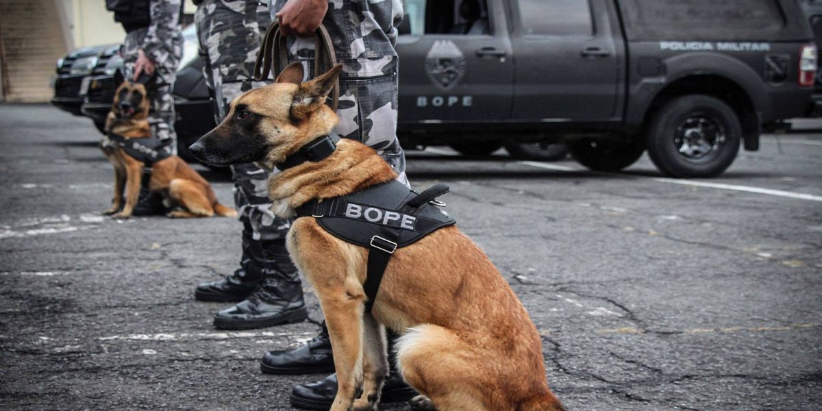 Apreensão de drogas com uso de cães da PM aumenta em quase 1.000% no Paraná