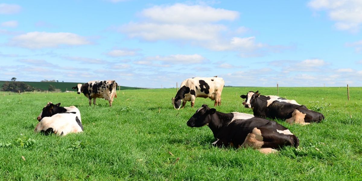 Show Pecuário 2021: Investir em bem-estar animal é investir no futuro
