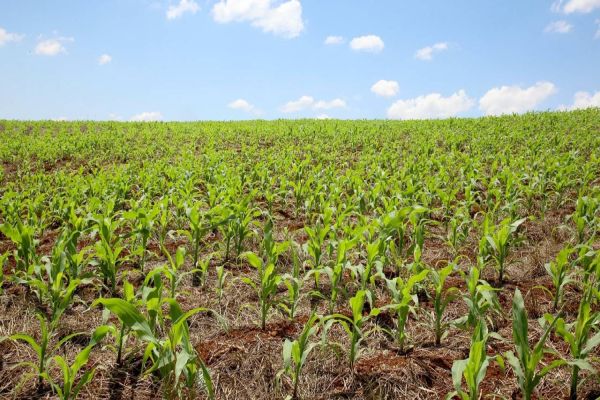 Agro: Discrepância de estimativas de safra de órgãos federais preocupam setor