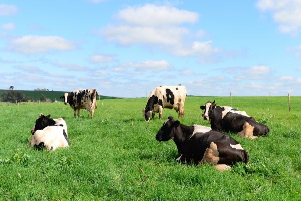 Show Pecuário 2021: Investir em bem-estar animal é investir no futuro