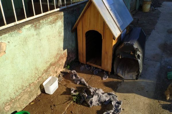 Com medo da Covid, criança de 11 anos foge de casa e passa a noite em casinha de cachorro