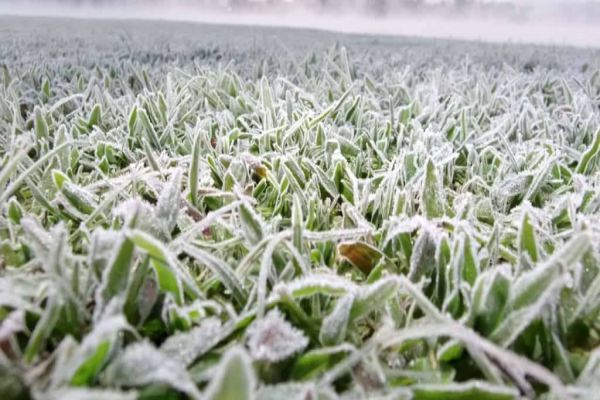 Veja onde pode ter geada nesta segunda feira (24), no Paraná