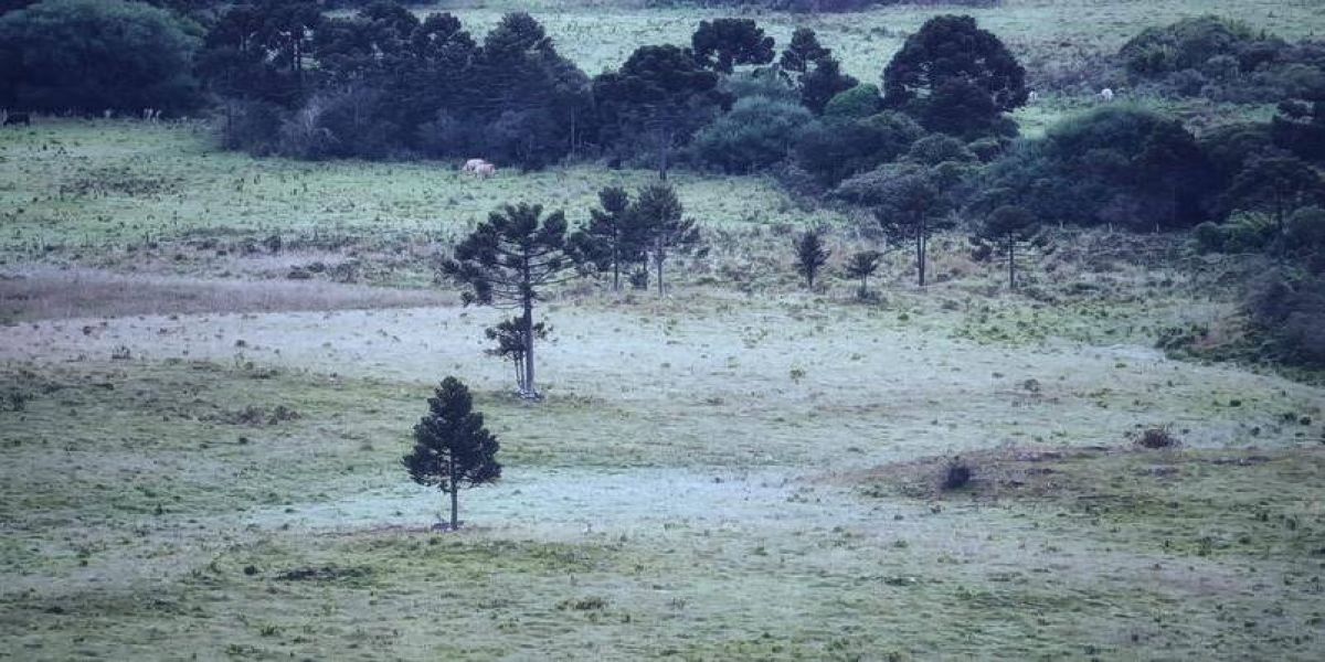 Cascavel amanhece gelada na marca dos 4ºC e com apenas em alguns pontos de geadas