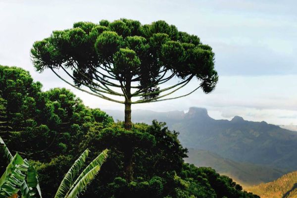 Justiça garante a proteção de 231 araucárias ameaçadas de corte pelo Município de Cascavel