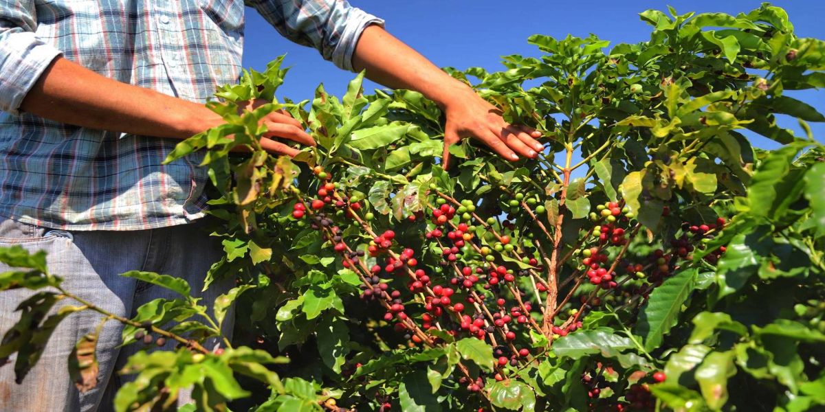 Café e soja garantem as maiores margens do ano para produtores paranaenses, aponta Deral
