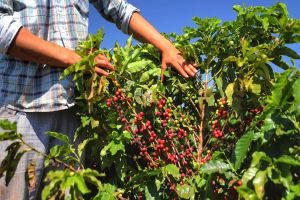 Imagem referente a notícia: Café e soja garantem as maiores margens do ano para produtores paranaenses, aponta Deral
