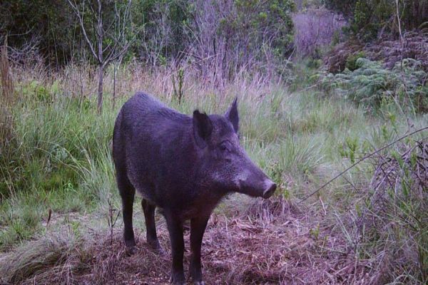 Projetos analisam zoonoses relacionadas a javalis em parques estaduais