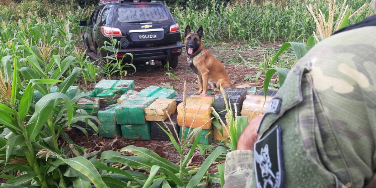 BPFRON apreende quase uma tonelada de maconha durante Operação Hórus em Pato Bragado