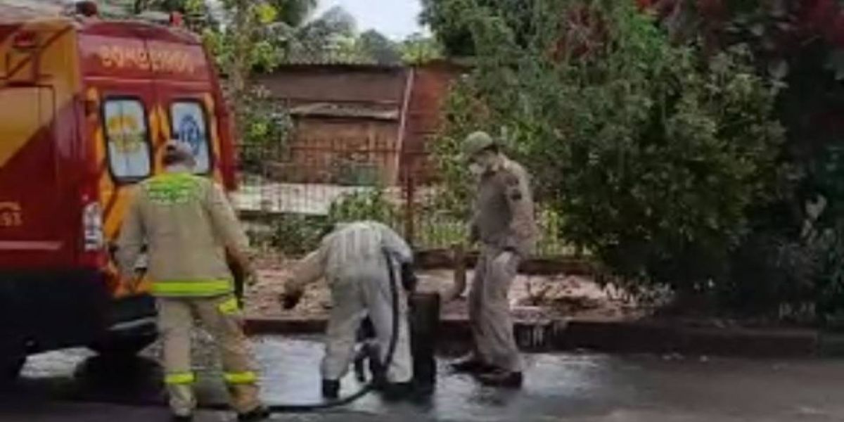 Idoso morre após sofrer ataques de abelhas por dois dias seguidos em Paranavaí