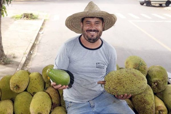Alternativa para alimentação, jaca ganha espaço no agronegócio paranaense