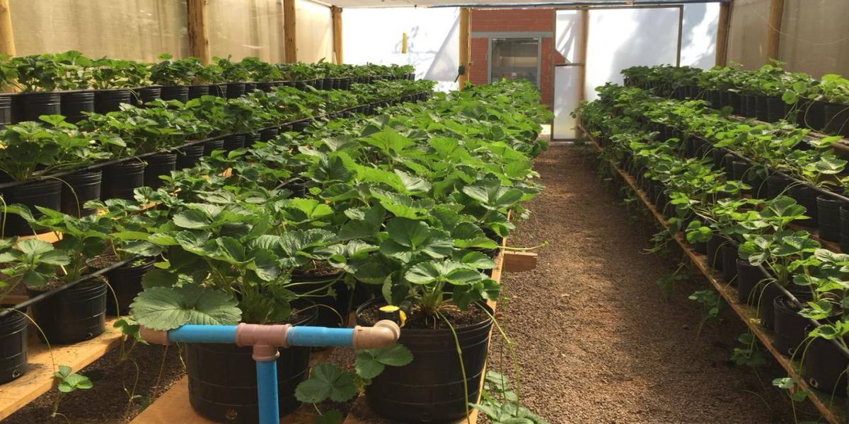 Fundetec: Incubada Microplan ganha bolsa de doutorado pelo CNPq