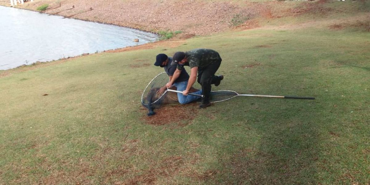 Secretaria do Meio Ambiente faz atendimento a capivara machucada no Lago