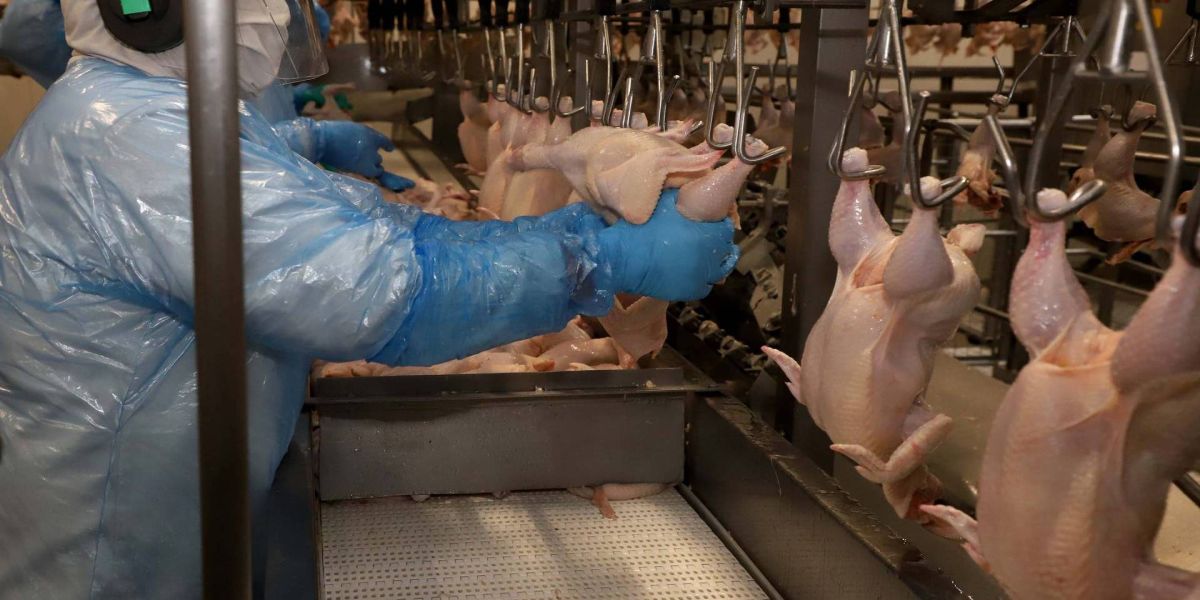 Maior do Brasil, Paraná produziu 1,5 milhão de toneladas de carne no primeiro trimestre
