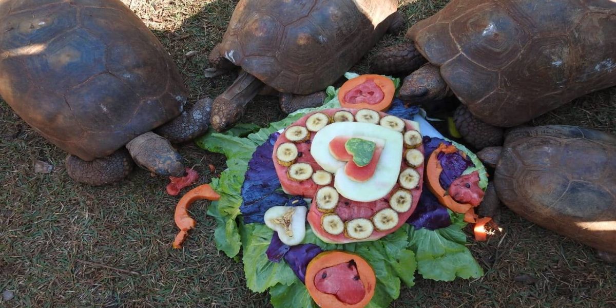 Dia dos Namorados é tema de enriquecimento ambiental temático no zoo