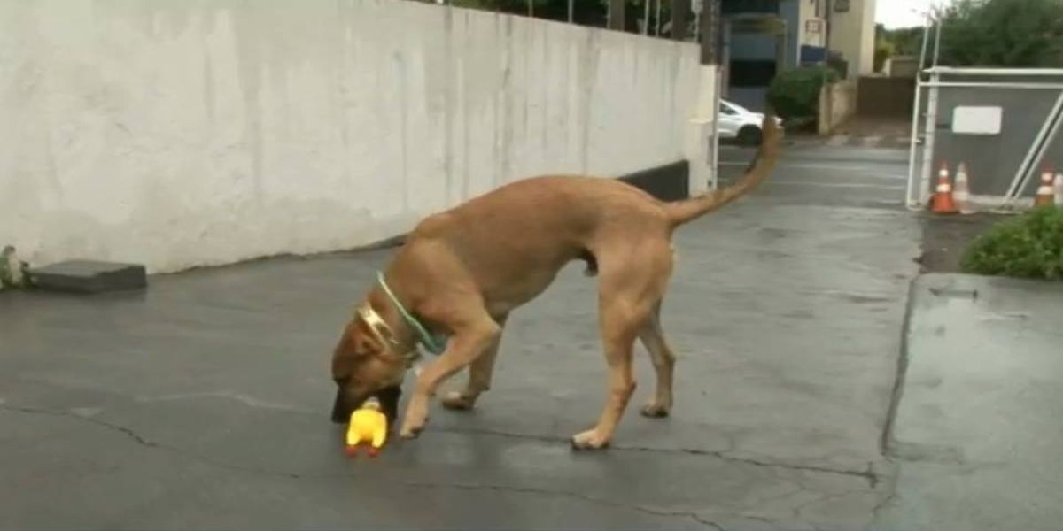 Cachorro foge de casa, é flagrado brincando na água de chafariz e vídeo viraliza, em Paranavaí