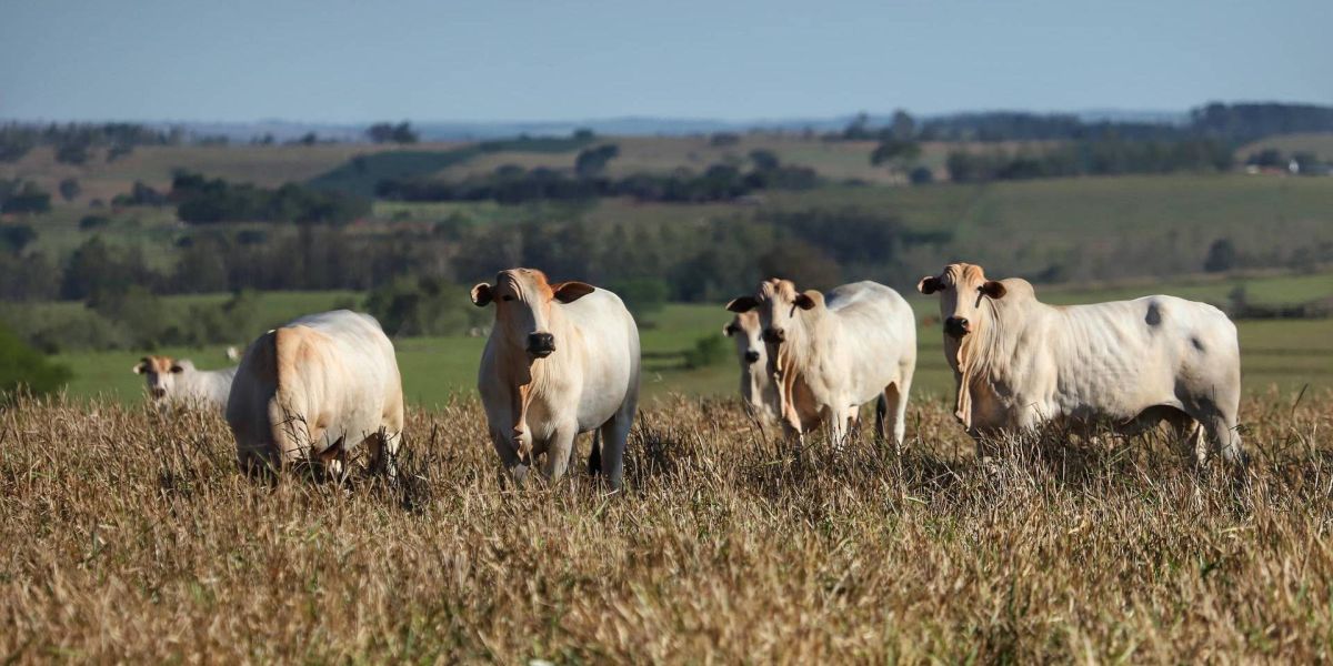 Prazo para atualização cadastral de rebanho termina dia 30; parcial não chega a 50%