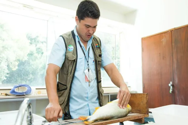 Foto relacionada a notícia: Estudo inédito da Itaipu e UFPR propõe protocolo para abate humanitário de peixes