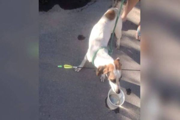 Cachorro é atingido por flecha e recebe socorro do Corpo de Bombeiros
