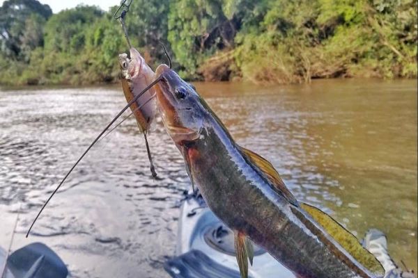 Imagem referente a notícia: Advertência: Peixes do Baicuru estão contaminados com vermes