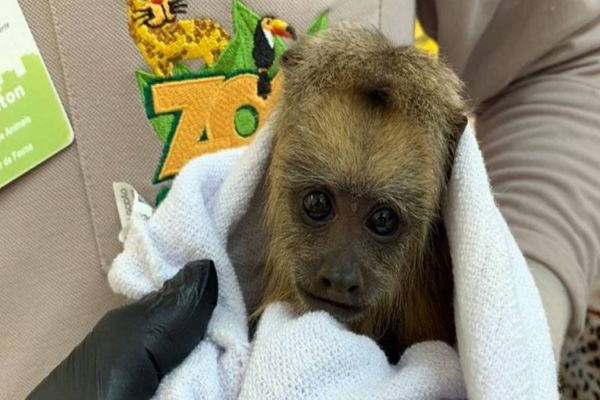 Imagem referente a notícia: Nascimento de filhote de bugio ruivo renova ciclo de vida no zoológico de Cascavel